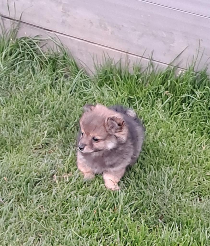 Dwergkeesjes, Parvo, België, Keeshond, 8 tot 15 weken