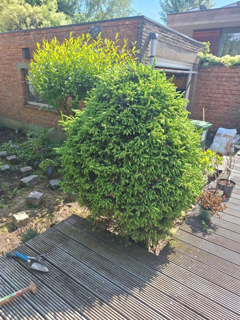Spar, denneboom in pot met uitgegraven wortels, Tuin en Terras, Ophalen, In pot