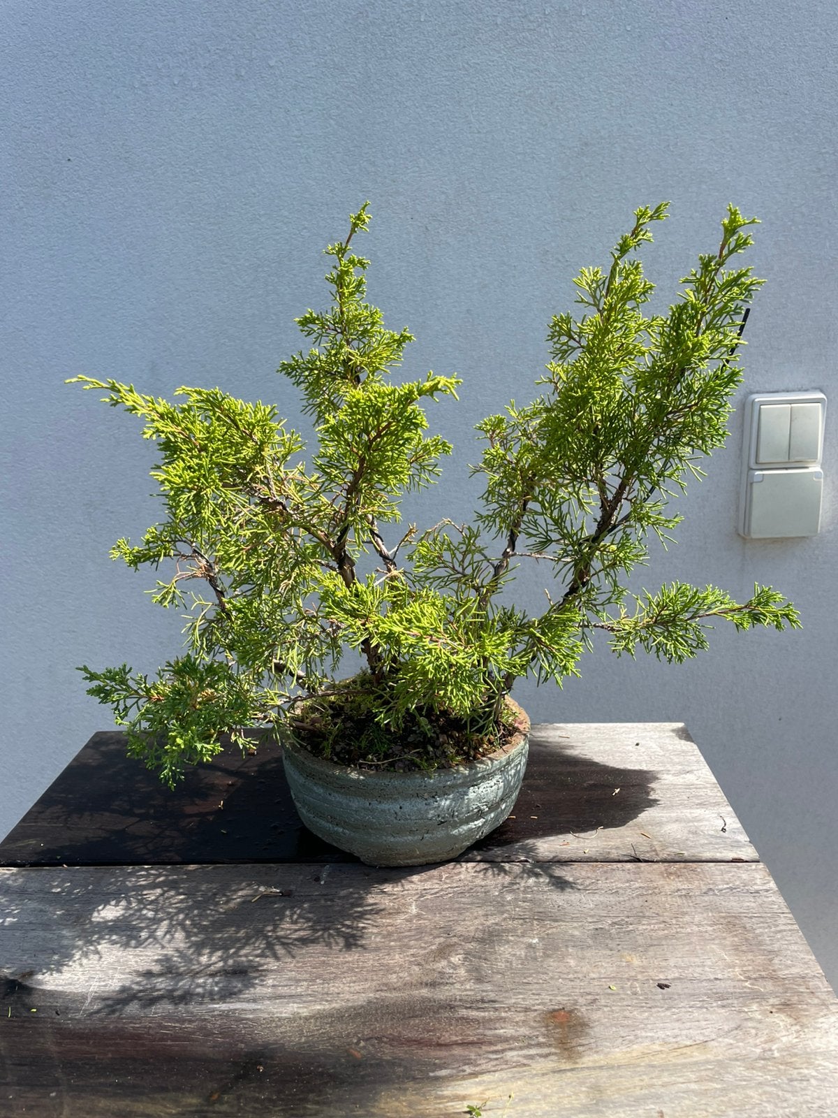 Bonsai, Tuin en Terras, Ophalen