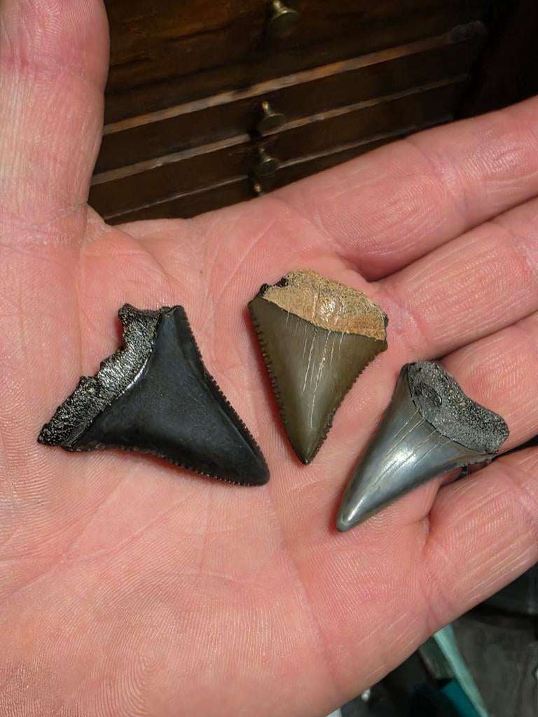 Prachtige trio Carcharodon carcharias uit NC, Verzamelen, Mineralen en Fossielen, Ophalen of Verzenden, Fossiel