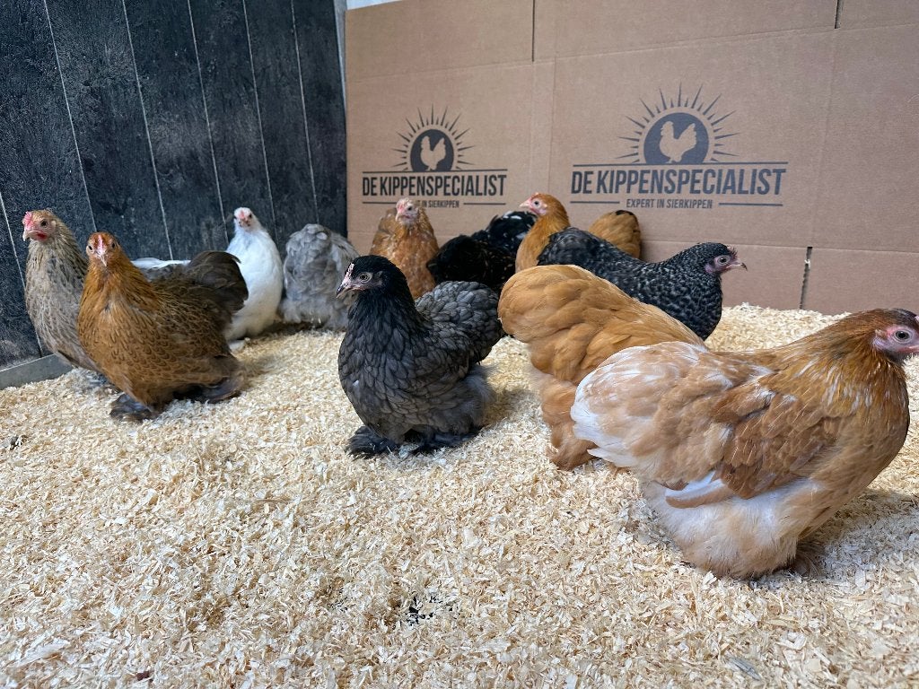 Cochin kriel kippen verschillende kleuren, gesekst & ingeënt, Dieren en Toebehoren, Pluimvee, Vrouwelijk, Kip