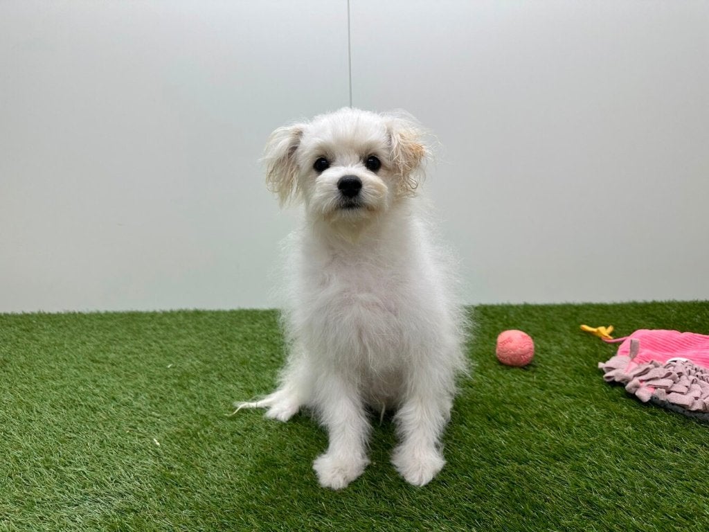 Pom Frisé puberpups (Bichon Frisé x Pomeriaan)