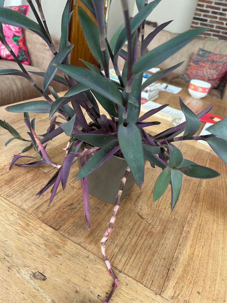 Purperplant of Setcreassea, In pot, Minder dan 100 cm, Bloeiende kamerplant, Halfschaduw