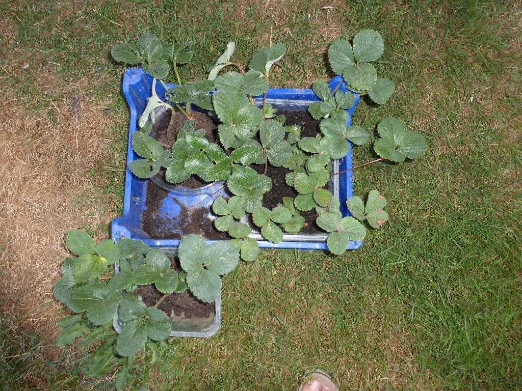 FRAMBOOS-AARDBEIPLANTEN, Tuin en Terras, Planten | Tuinplanten, Ophalen, Tweejarig, Halfschaduw, Fruitplanten