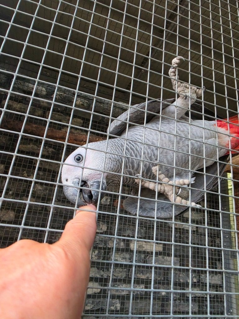 Super handtam Grijze Roodstaart papegaaitje €.1100,-, Mâle, Perroquet, Domestique