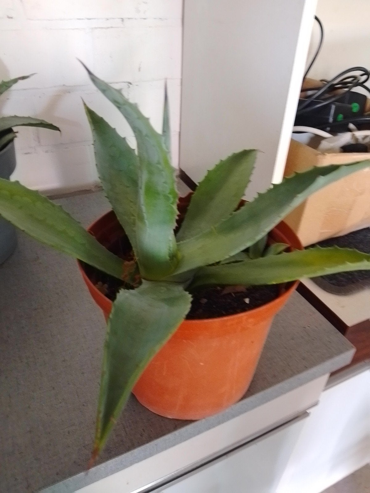 Agave Americana plant, Tuin en Terras, Ophalen