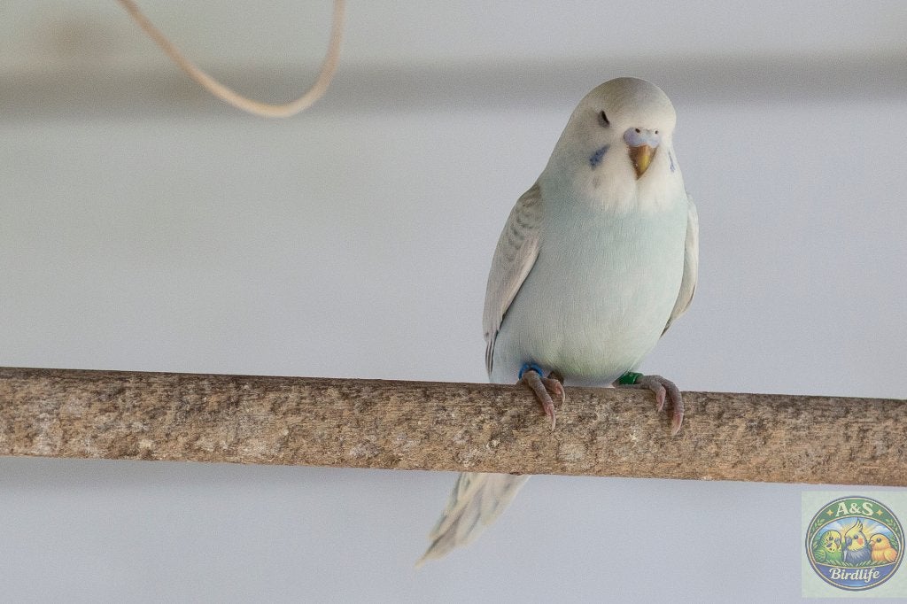 Grasparkieten maart 2026, Animaux & Accessoires, Oiseaux | Perruches & Perroquets, Perruche, Plusieurs animaux, Bagué