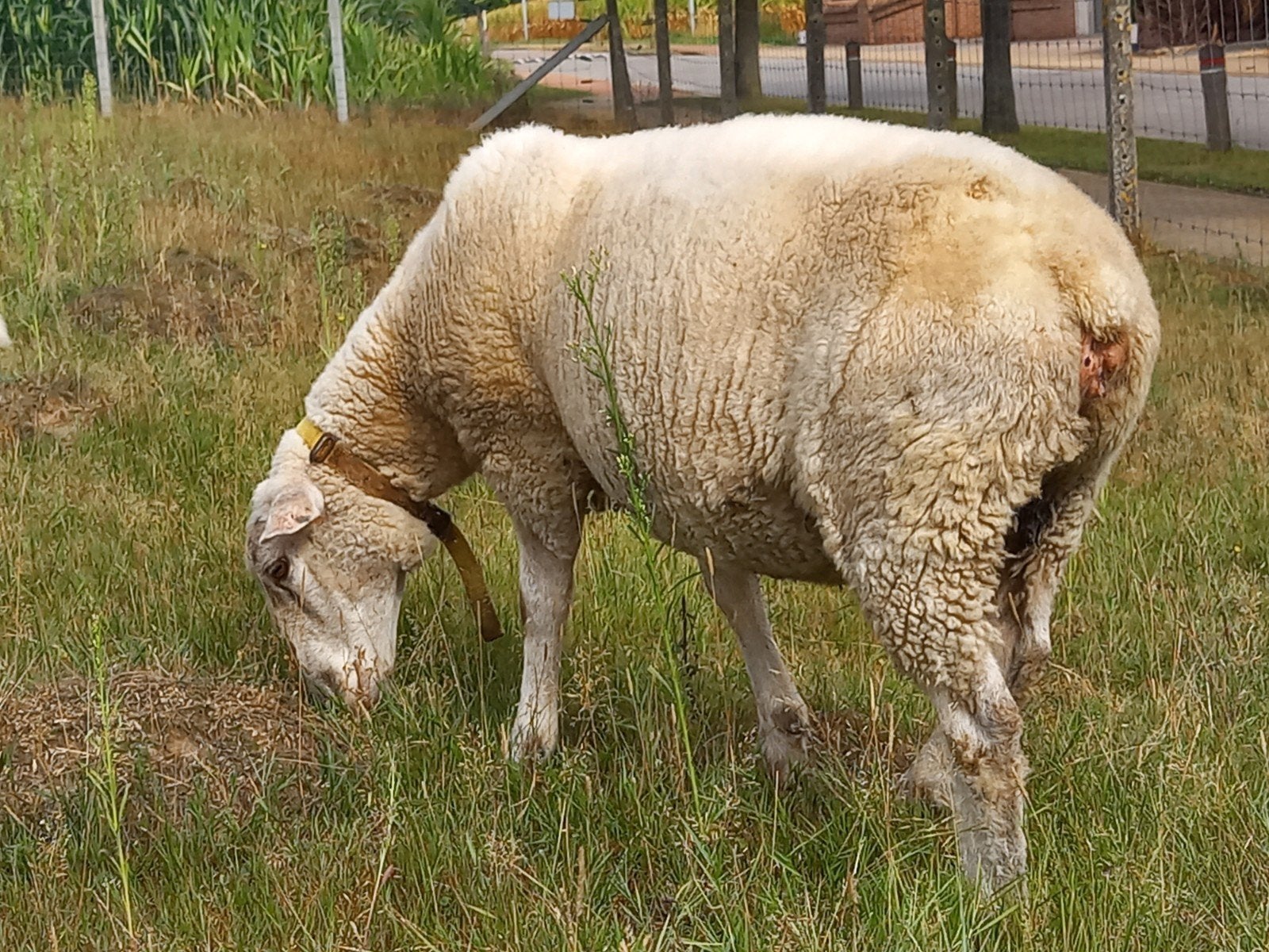 schaap, ooi, Vrouwelijk, Schaap, 0 tot 2 jaar
