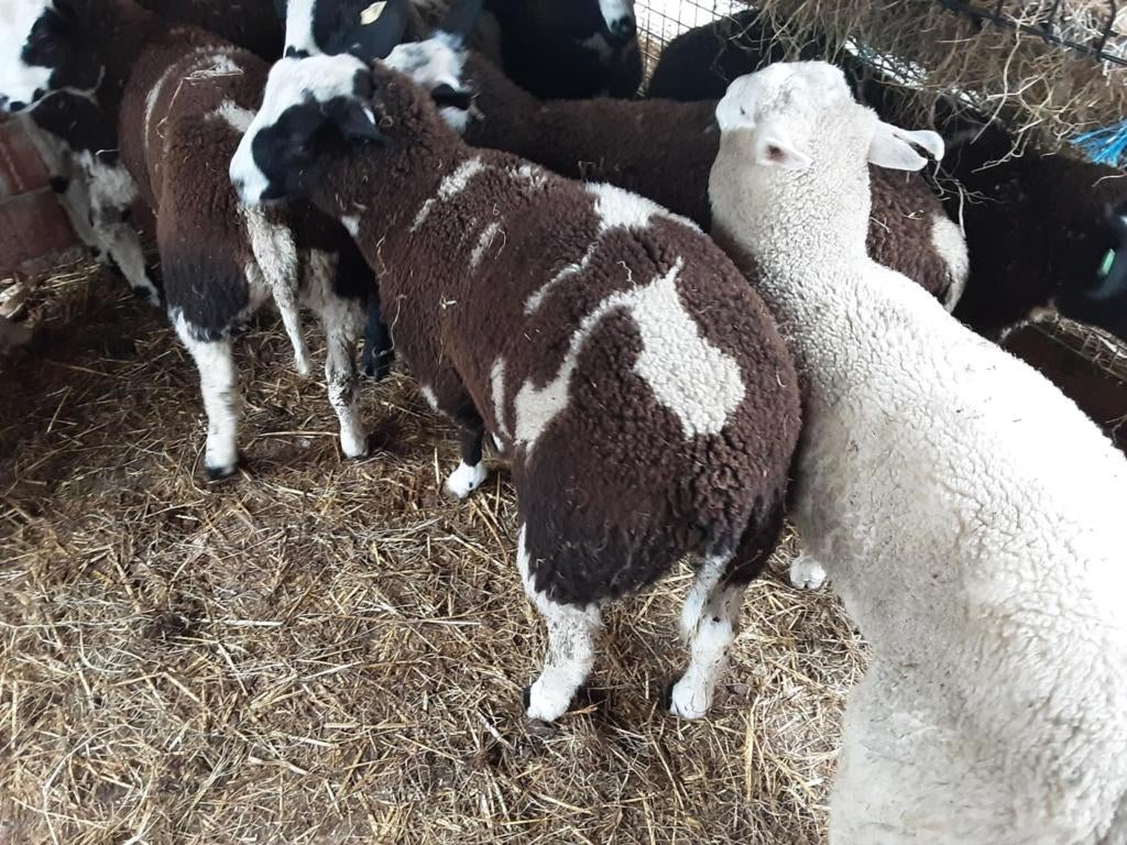 Baggerbonte lammeren, Plusieurs animaux, Mouton, 0 à 2 ans