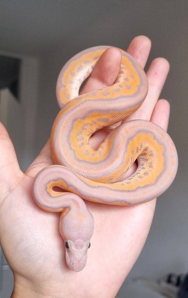 1.0 banana black pastel spotnose od clown Ball Python - male for sale from Mex