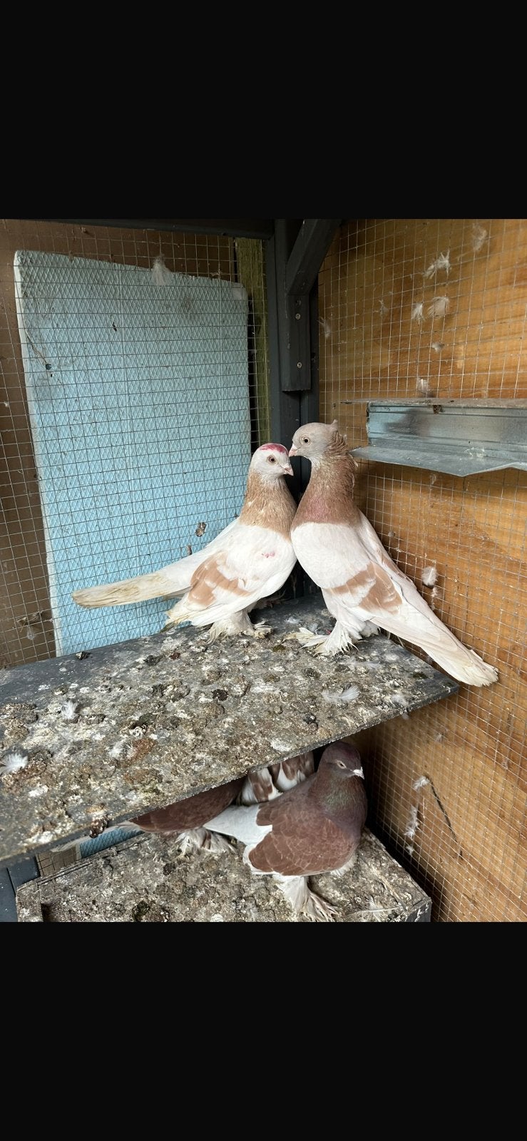 russische takla, Dieren en Toebehoren