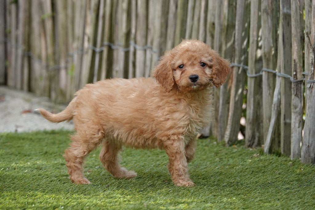 Prachtige abrikoze Cavapoo pup, Dieren en Toebehoren, Honden | Chihuahua's en Gezelschapshonden, Parvo, België, Overige rassen