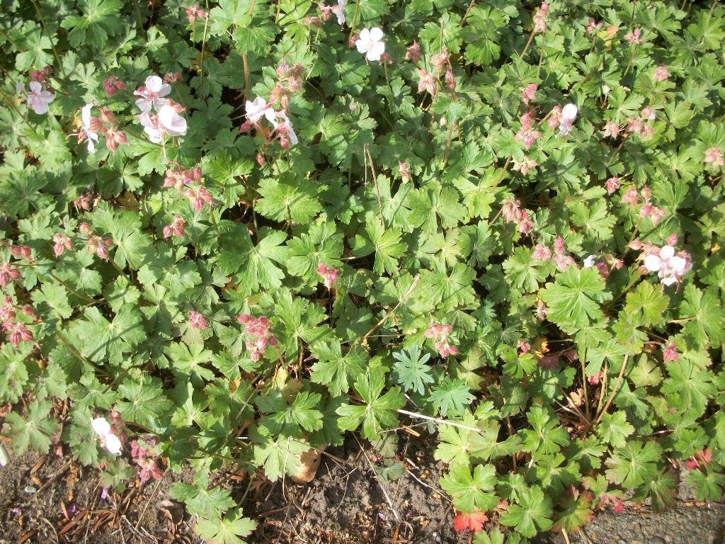 Geranium cantabrigiense met witte bloem, Jardin & Terrasse, Enlèvement, Plante fixe, Mi-ombre, Été