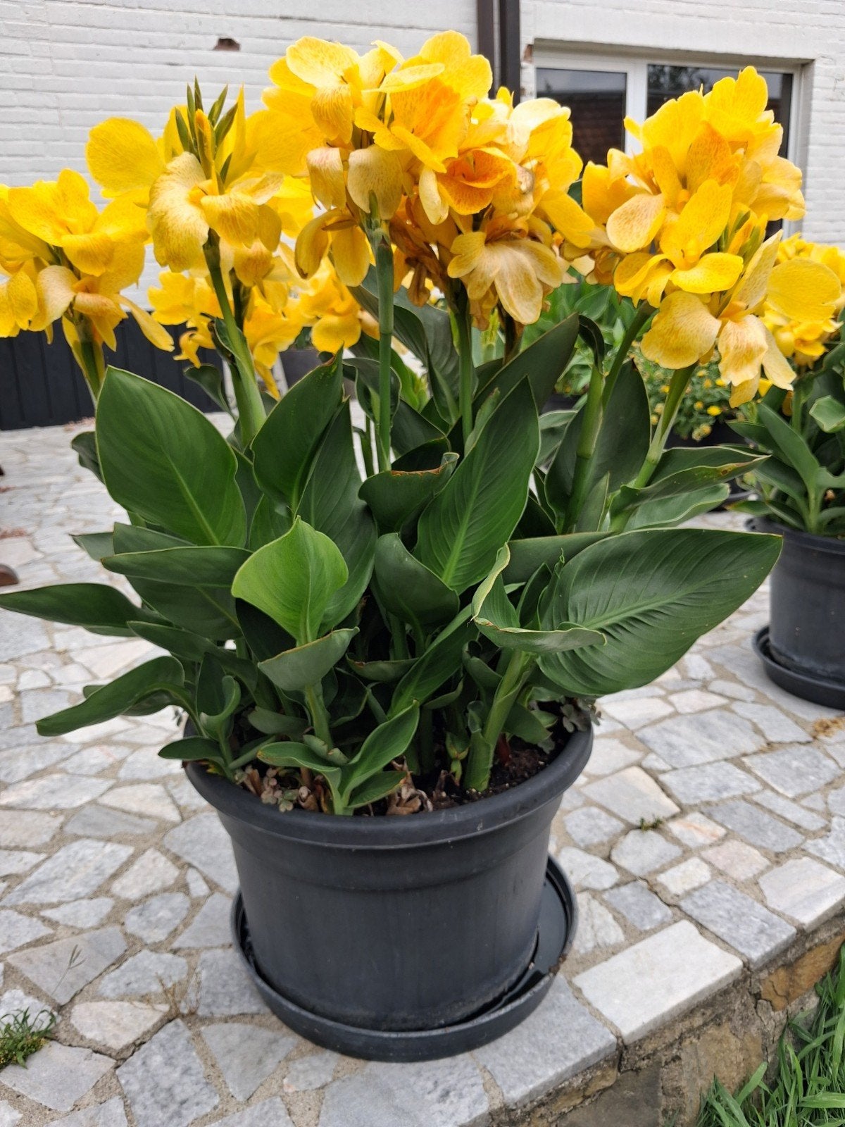 canas geel 10 euro, Enlèvement, Été, Plante fixe, Plein soleil