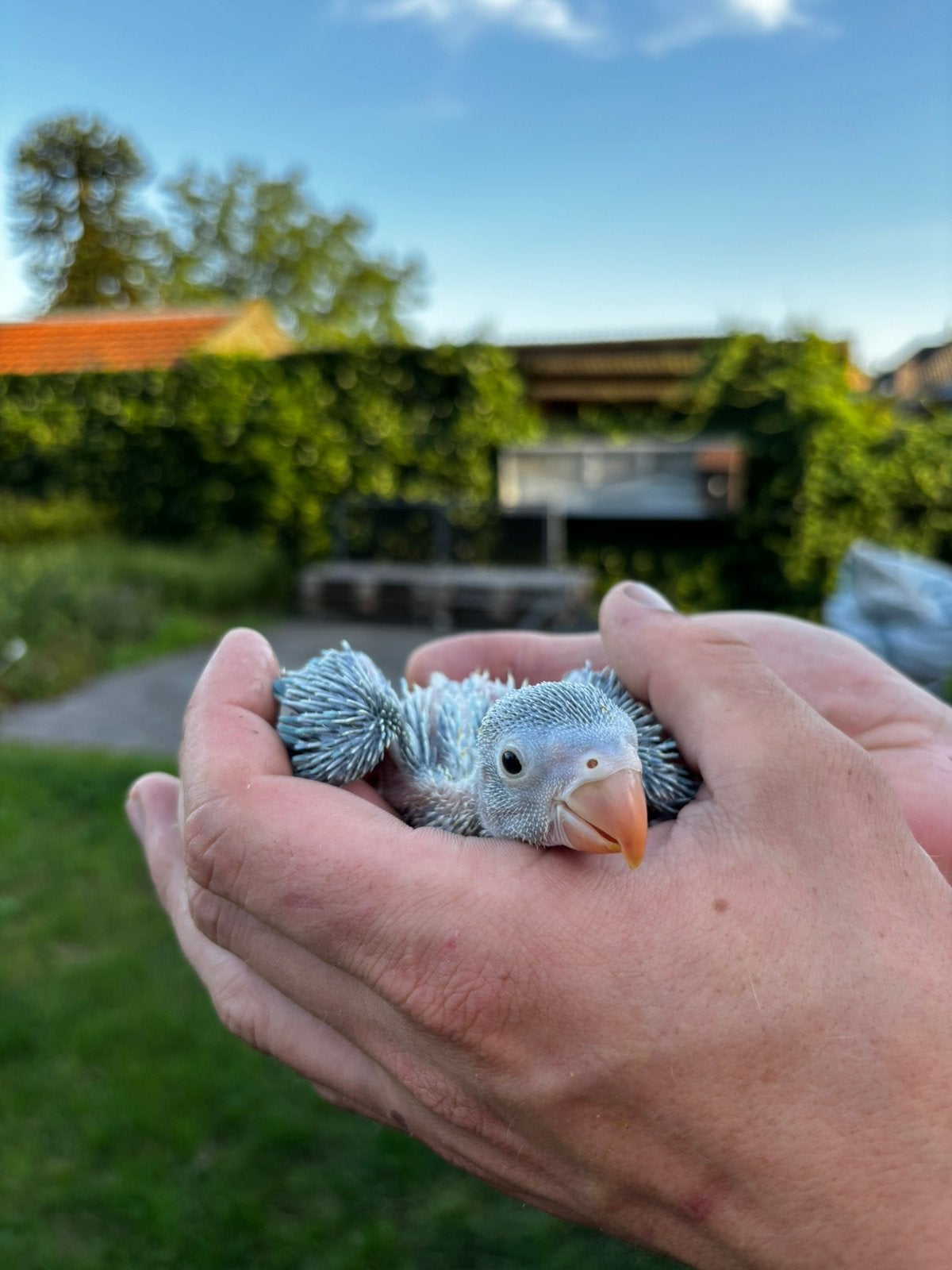 Jonge halsbandparkieten