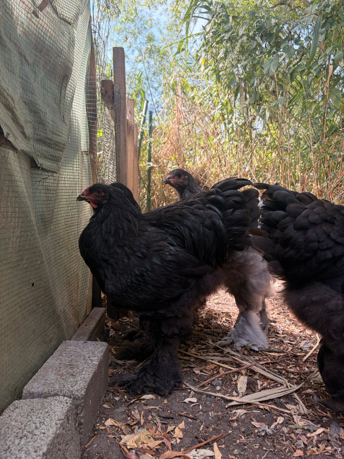 Brahma coq noir, Mâle, Poule ou poulet