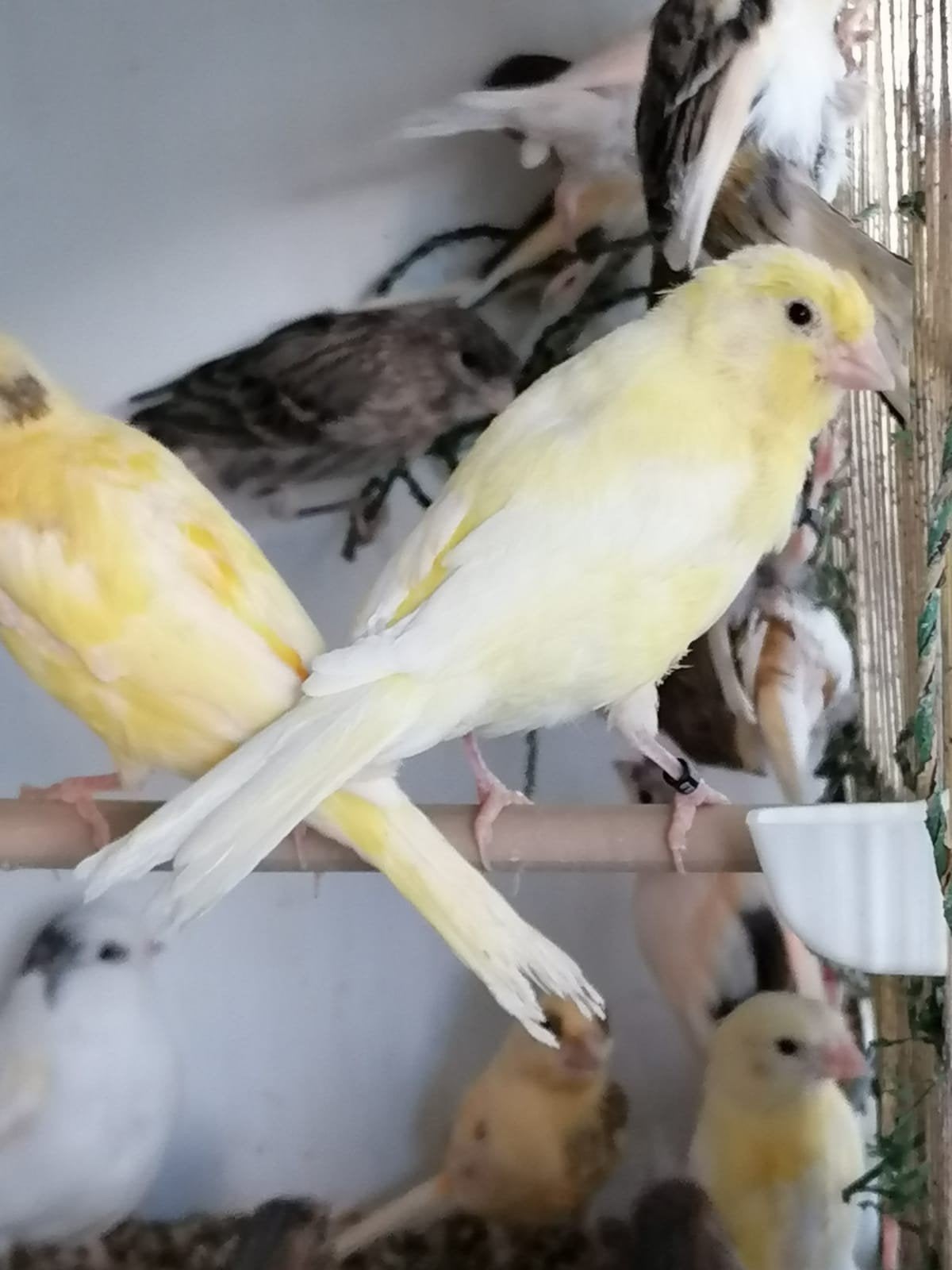 Plusieurs canaris á vendre