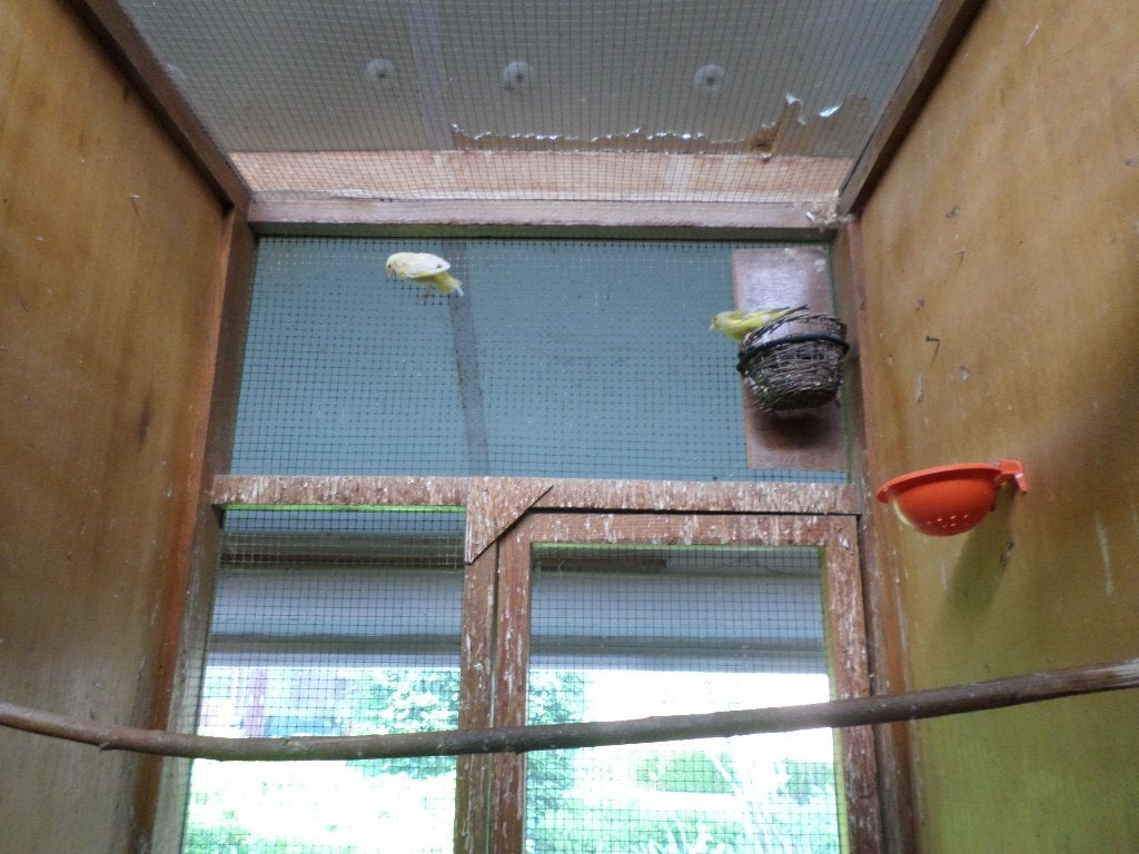 groenvinken, Dieren en Toebehoren, Vogels | Kanaries