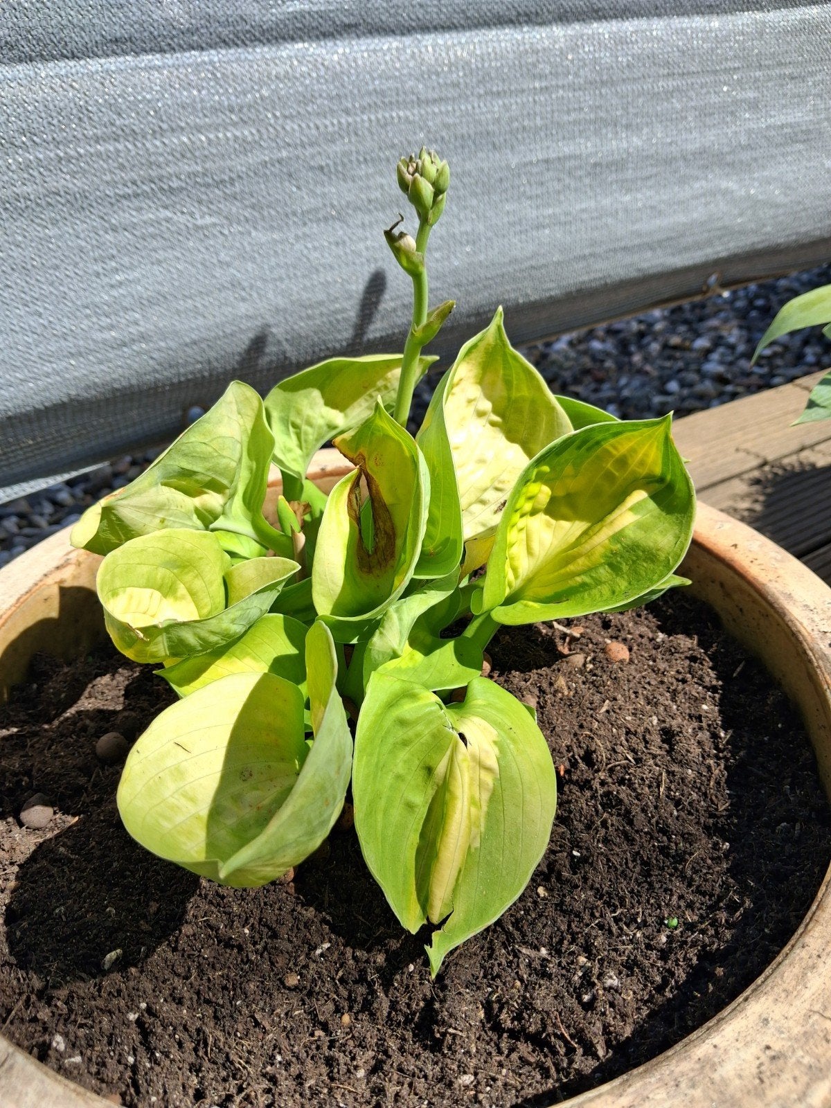 Hosta GRATIS zonder pot, Tuin en Terras, Ophalen