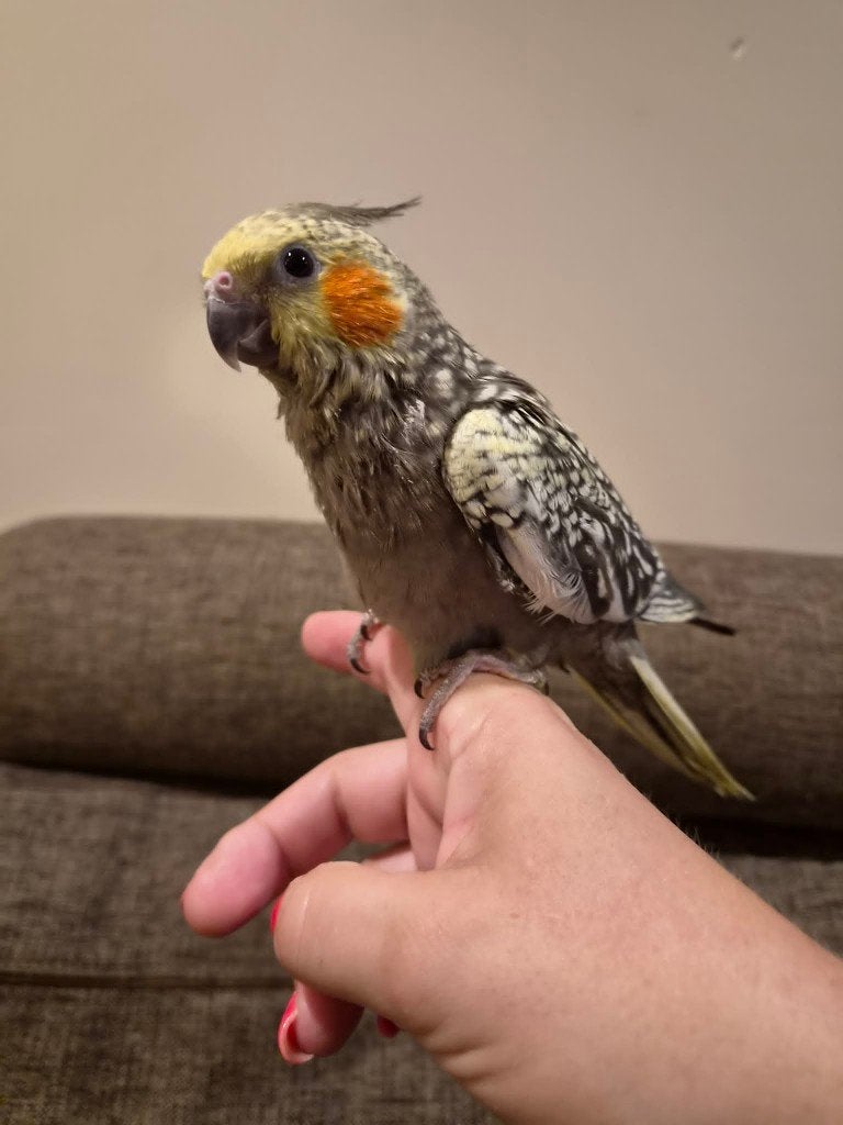 Jonge handtamme EAM valkparkiet met DNA certificaat, Dieren en Toebehoren, Vogels | Parkieten en Papegaaien, Vrouwelijk, Parkiet