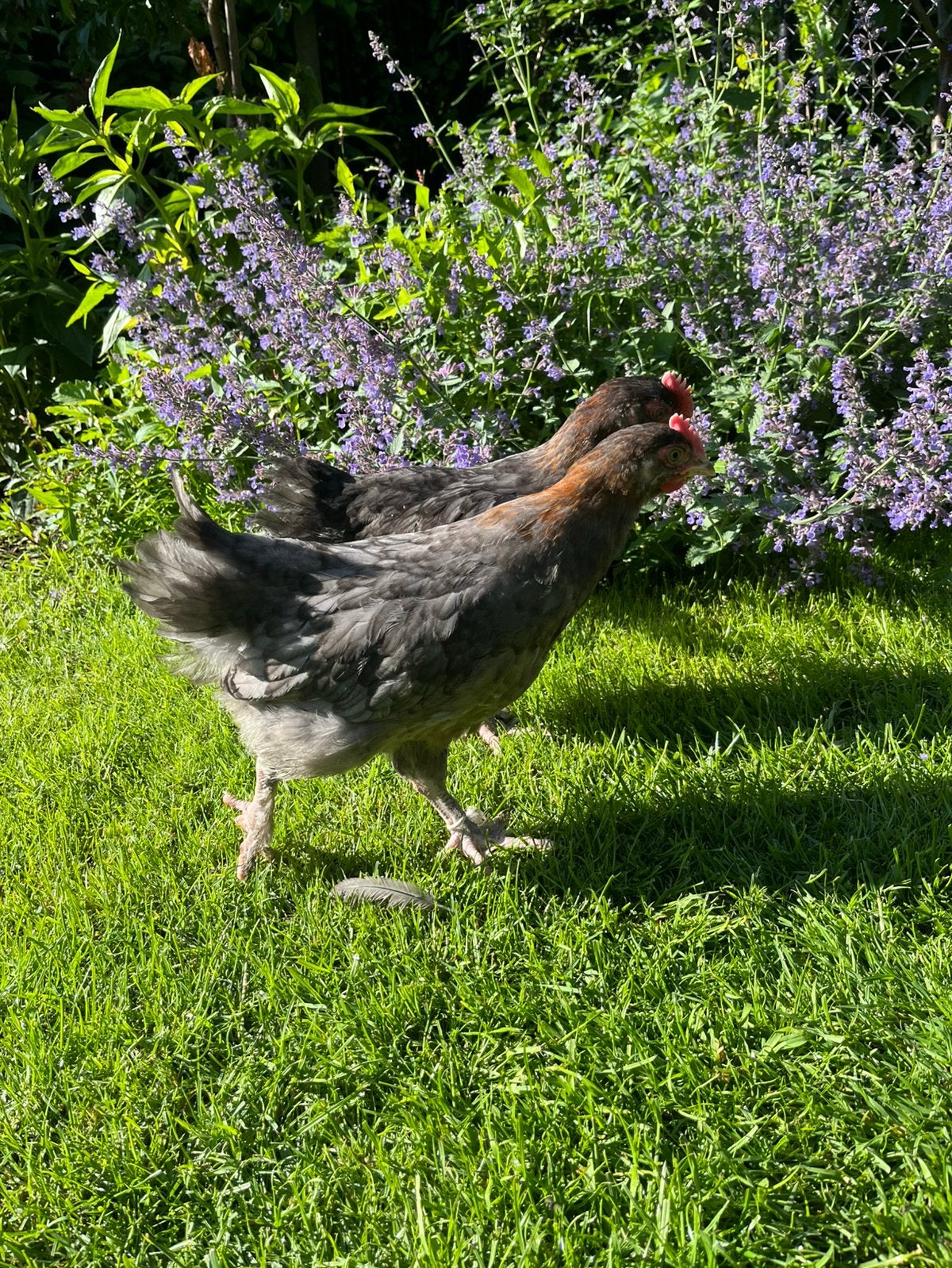 Marans haantjes 6/7 tal weken, Dieren en Toebehoren, Mannelijk, Kip
