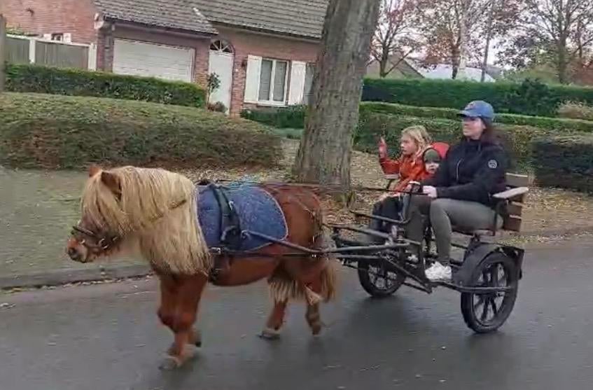 Koets voor een shetlandpony + gareel, Gebruikt, Overige typen, Pony