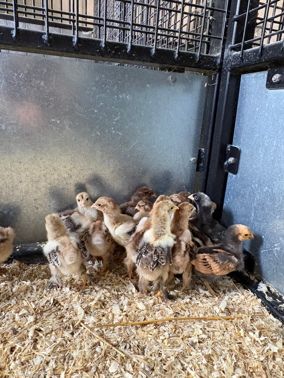 Brahma goudpatrijs kuikens, Dieren en Toebehoren, Pluimvee