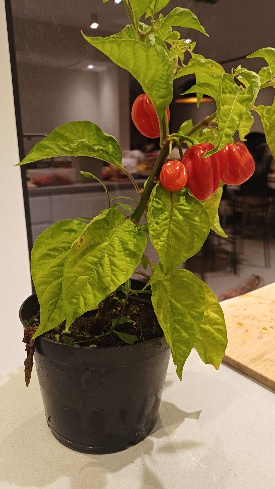 Habanero Red, Ophalen, Minder dan 100 cm, Overige soorten, Volle zon