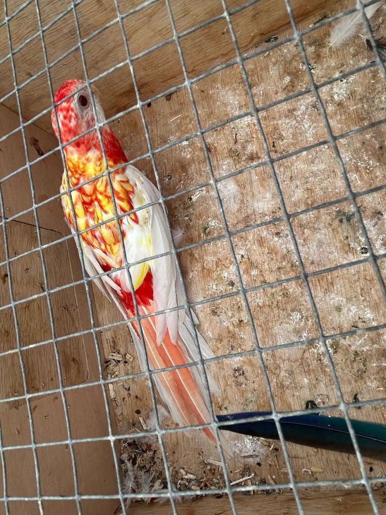 Rubino Rosella 2026, Dieren en Toebehoren, Meerdere dieren, Parkiet, Geringd