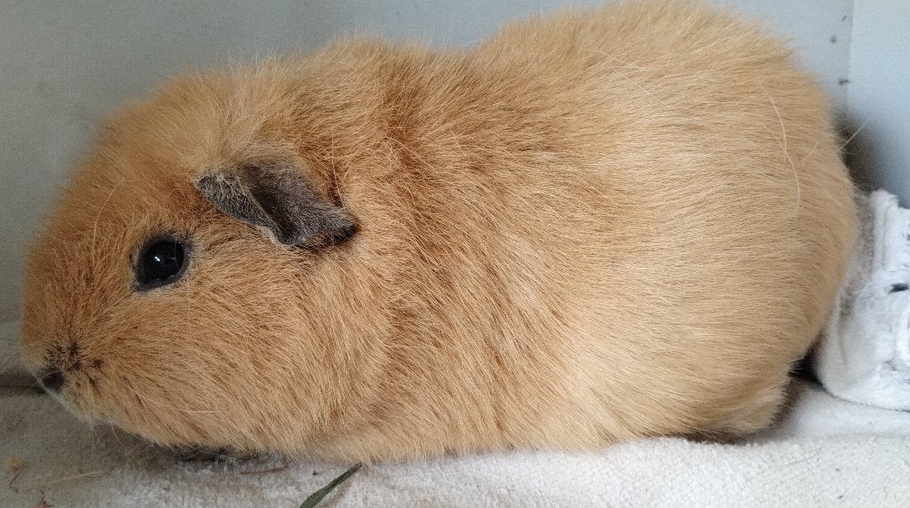 us teddy cavia beer, Dieren en Toebehoren, Mannelijk, Tam, Maart, Cavia