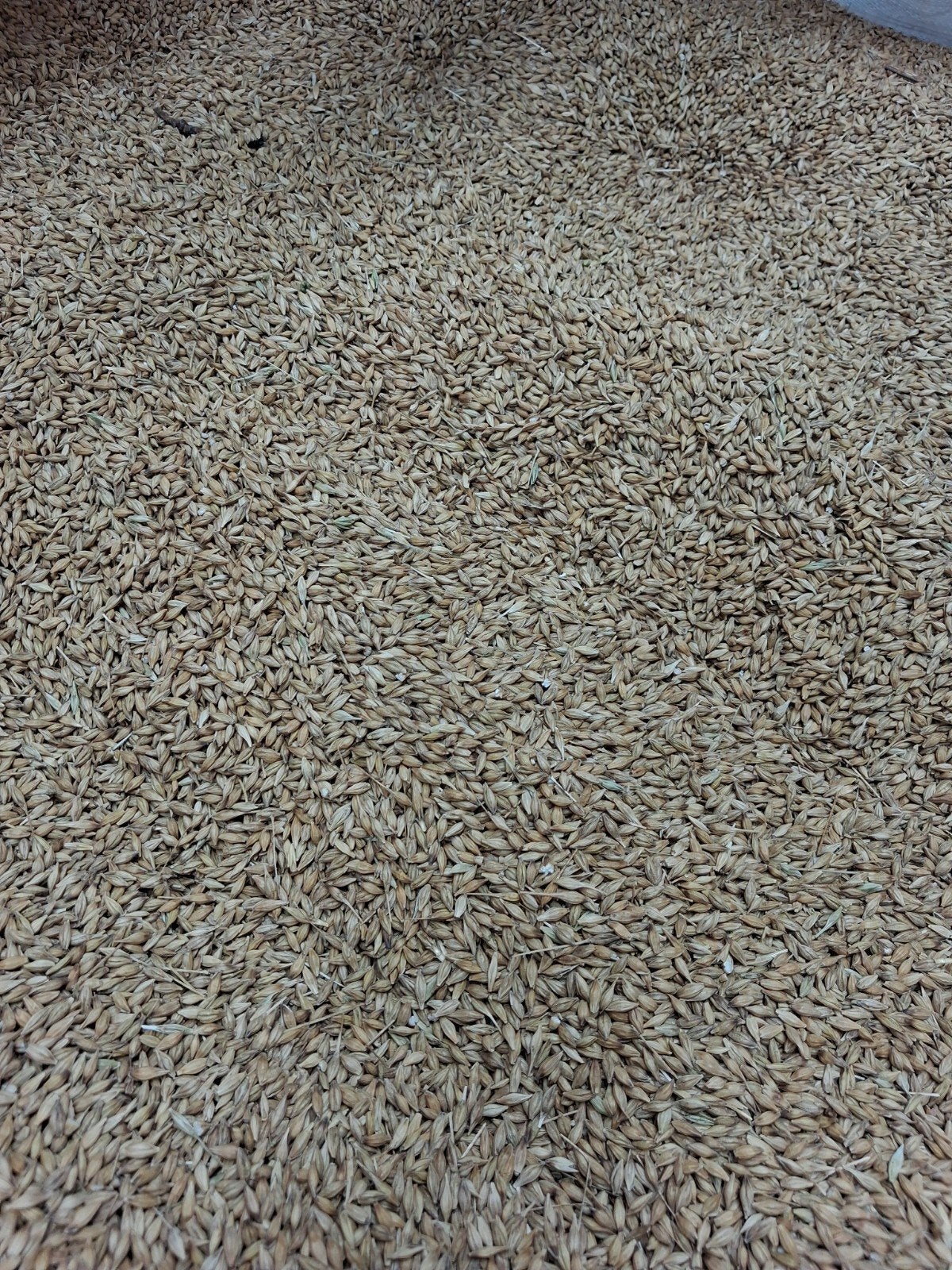 Gerst, Maison & Meubles, Ameublement | Tapis & Moquettes, Enlèvement