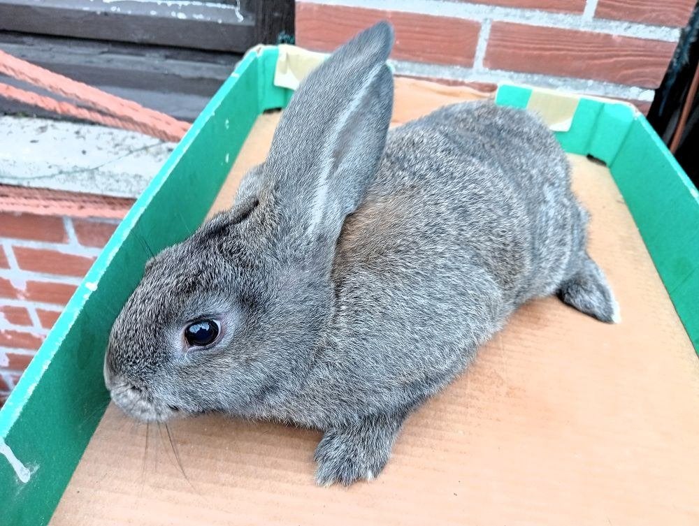 jonge konijn: Vlaamse reus, Dieren en Toebehoren, Groot