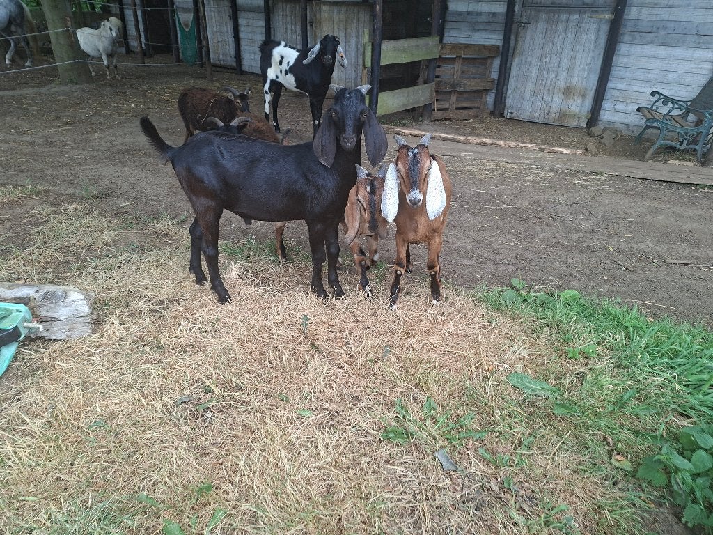 nubische geiten, Plusieurs animaux, Chèvre, 0 à 2 ans