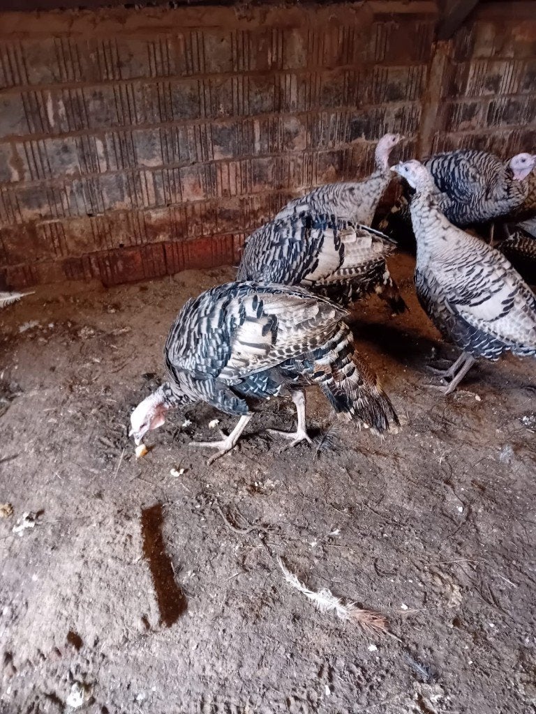 1 zeer mooie kalkoen haan naragansett, Dieren en Toebehoren, Mannelijk, Kalkoen