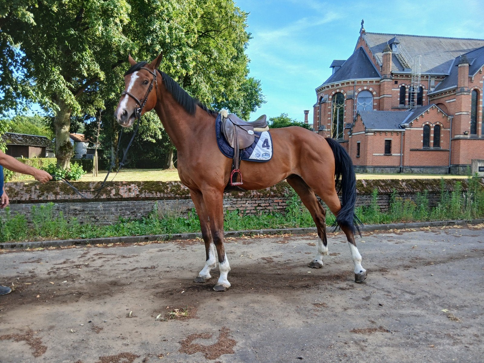 5 jarige springpaard, Animaux & Accessoires, Chevaux, Hongre
