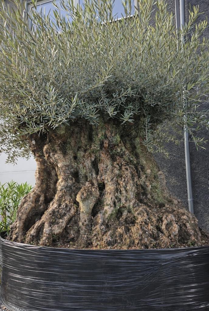 Prachtige olijfboom Olea Europaea - eyecatcher- 500 jaar oud, Tuin en Terras, Planten | Bomen, Ophalen, Olijfboom