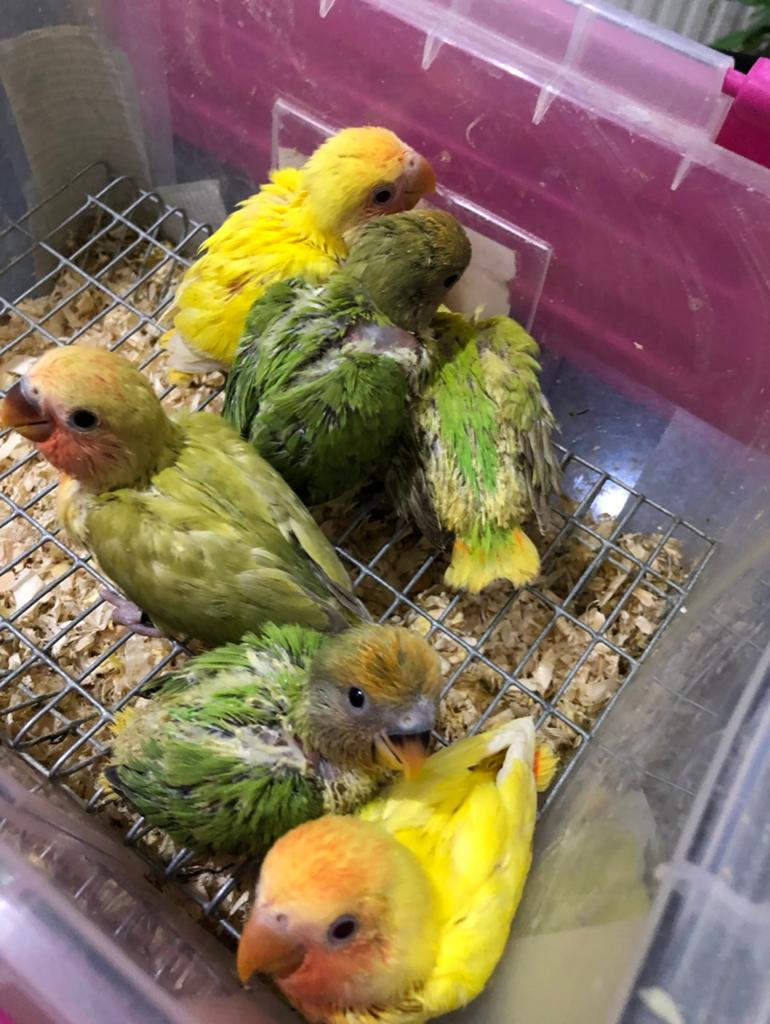 Handtamme dwergpapegaaien, Plusieurs animaux, Perroquet nain ou Inséparable, Domestique