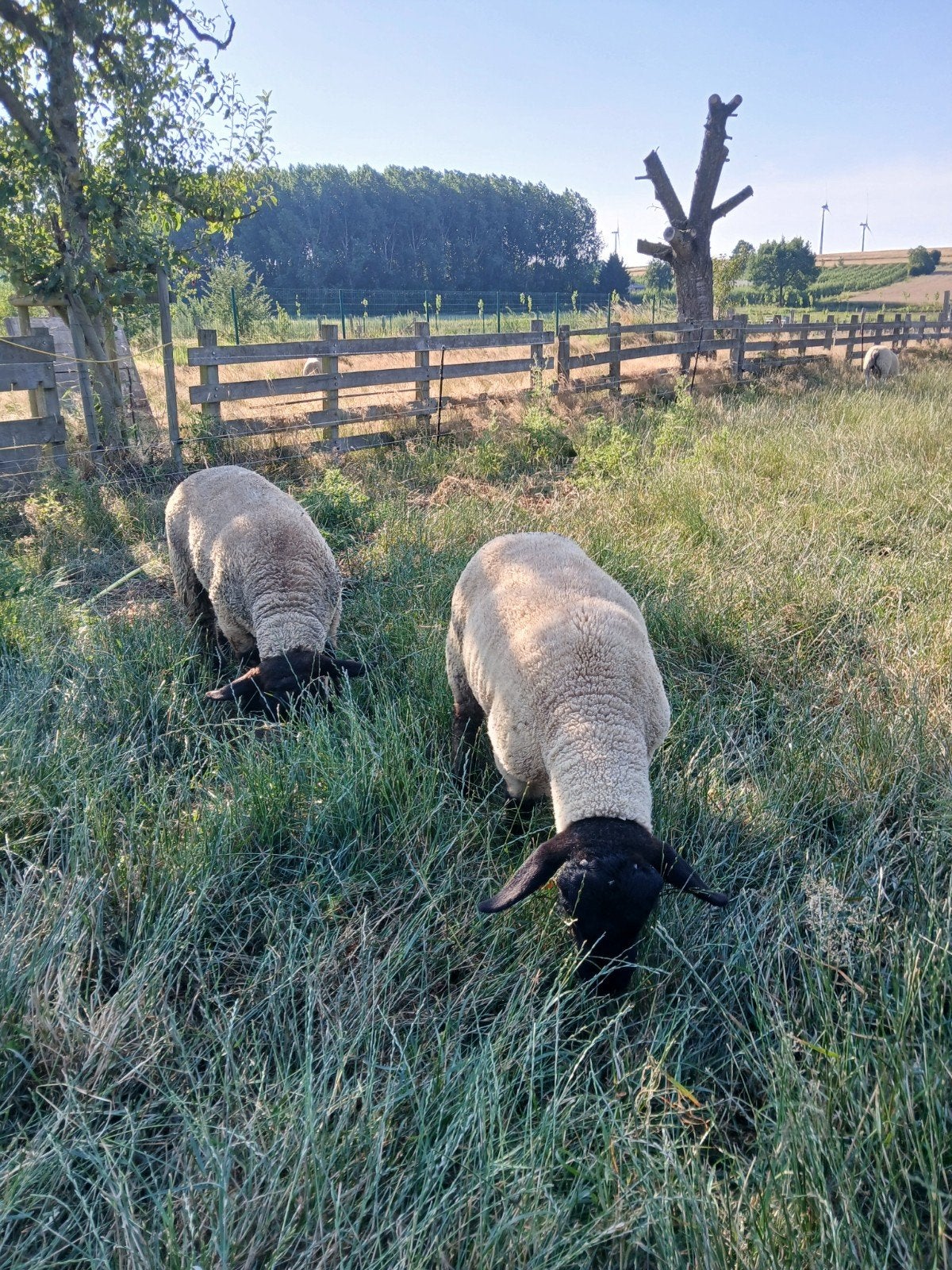 Suffolk stamboek ramlammeren, Dieren en Toebehoren, Schapen, Geiten en Varkens