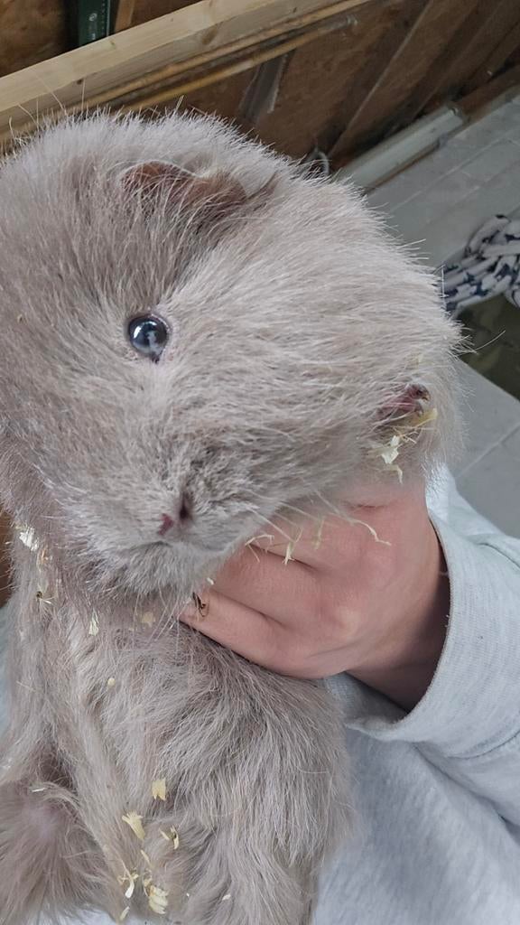 Cavia, Décembre, Cobaye, Domestique