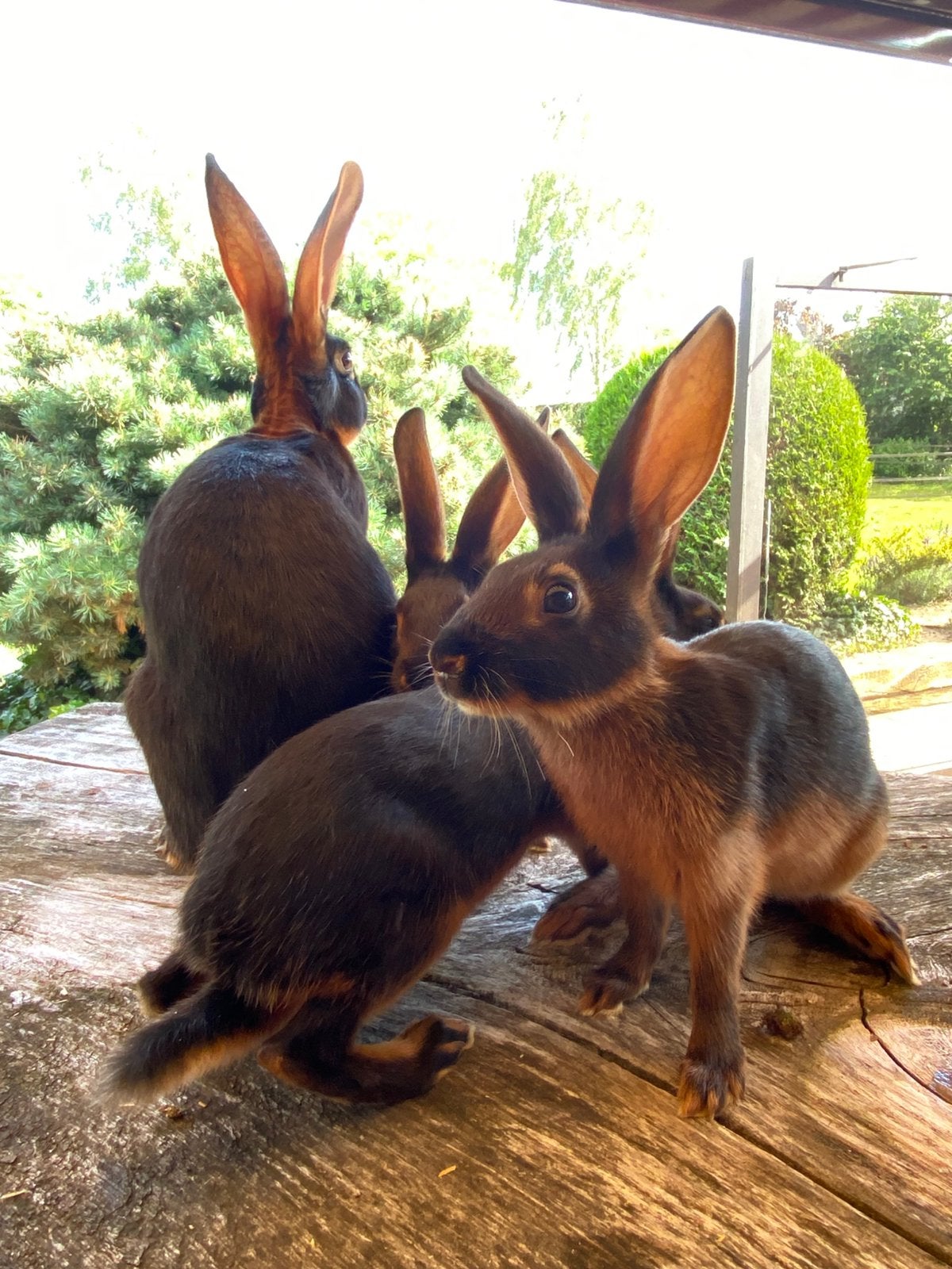 Belgische hazen kleurslag black and tan, Meerdere dieren, Middelgroot, 0 tot 2 jaar