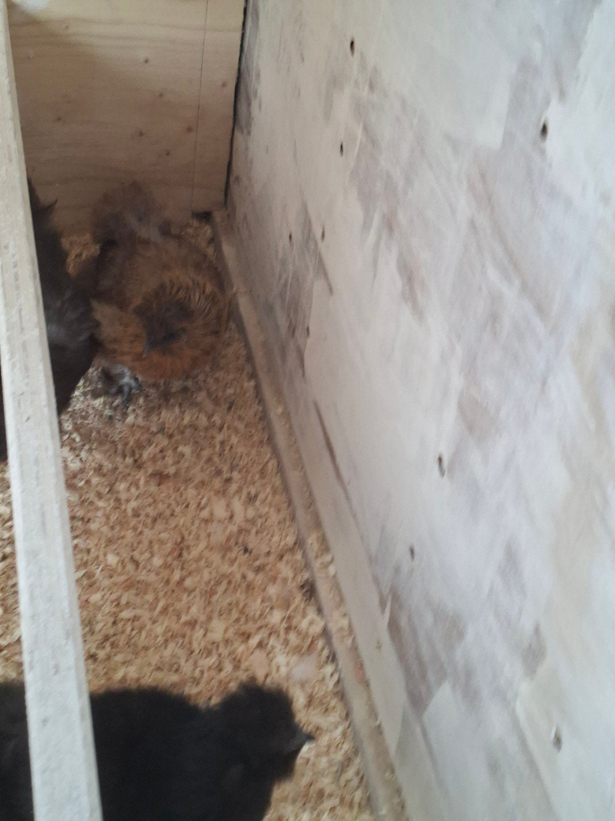 Zijdehoen, Dieren en Toebehoren