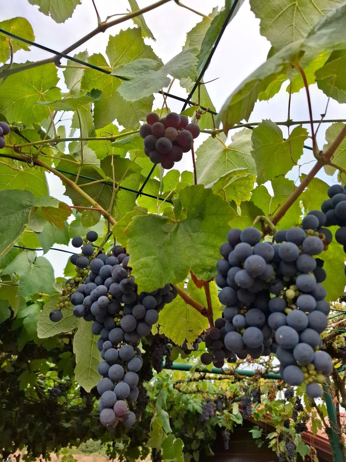 Gratis zoete blauwe druiven, Enlèvement
