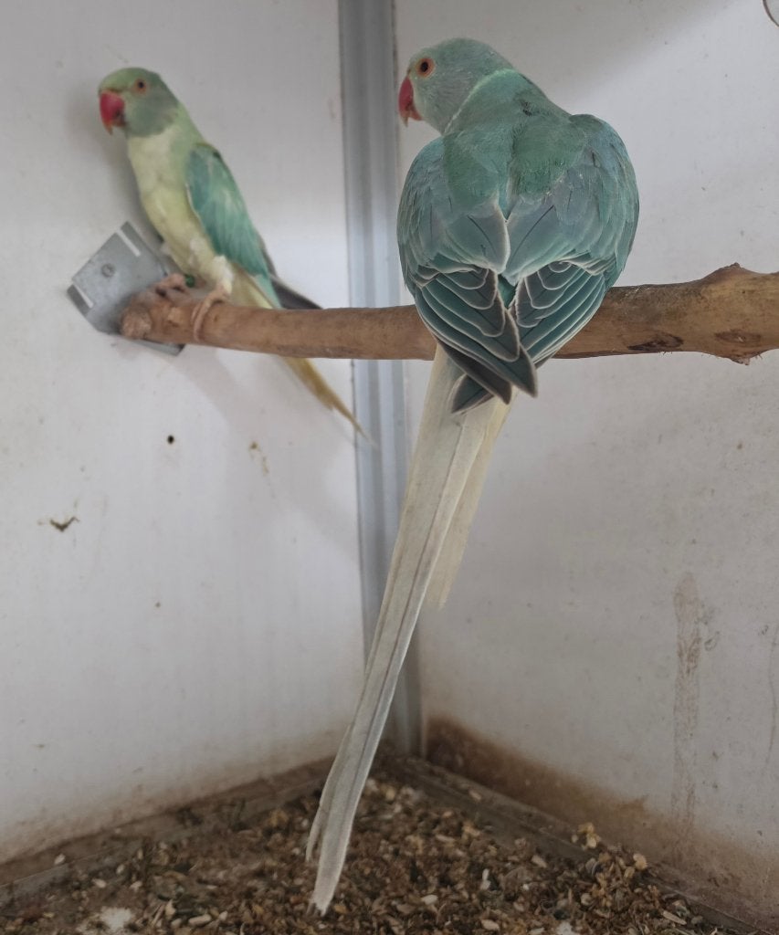 colliers, Animaux & Accessoires, Plusieurs animaux, Perruche, Bagué