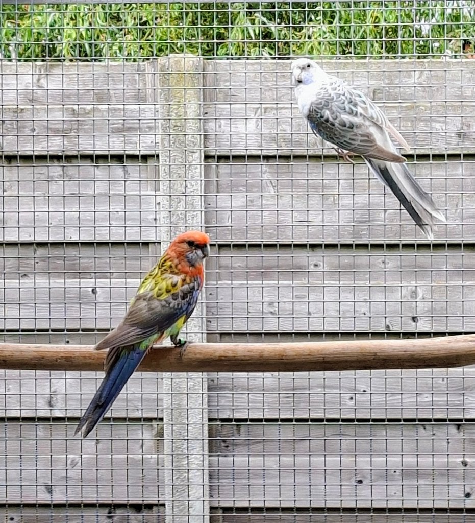 Jong koppel rosella's 2026, Dieren en Toebehoren, Meerdere dieren, Parkiet, Geringd