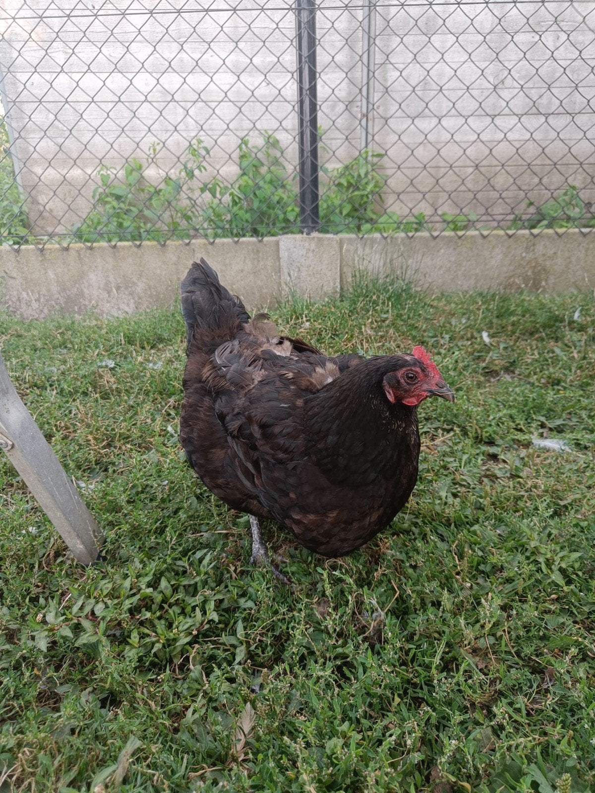 Mooie zwarte kip hen, Dieren en Toebehoren, Kip