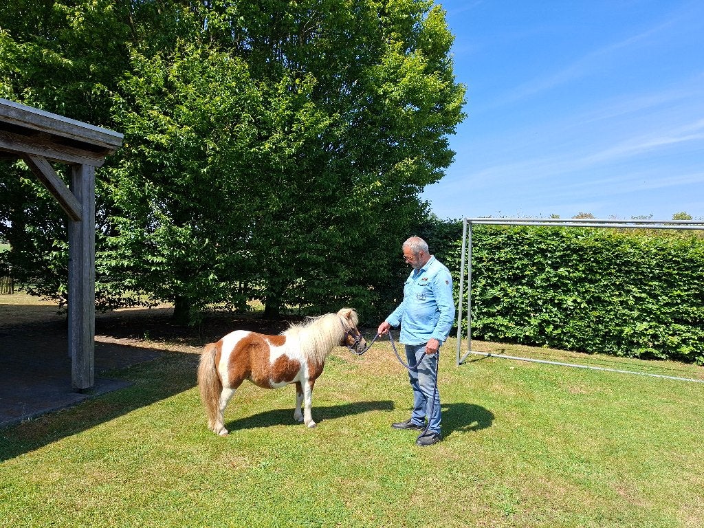 Prachtig Shetlandertje, Dieren en Toebehoren, Pony's, Merrie, A pony (tot 1.17m), Gechipt, 11 jaar of ouder