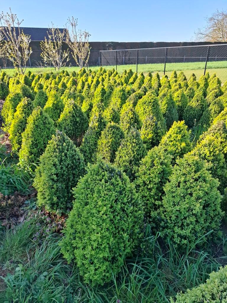 Buxus, Enlèvement, Buis