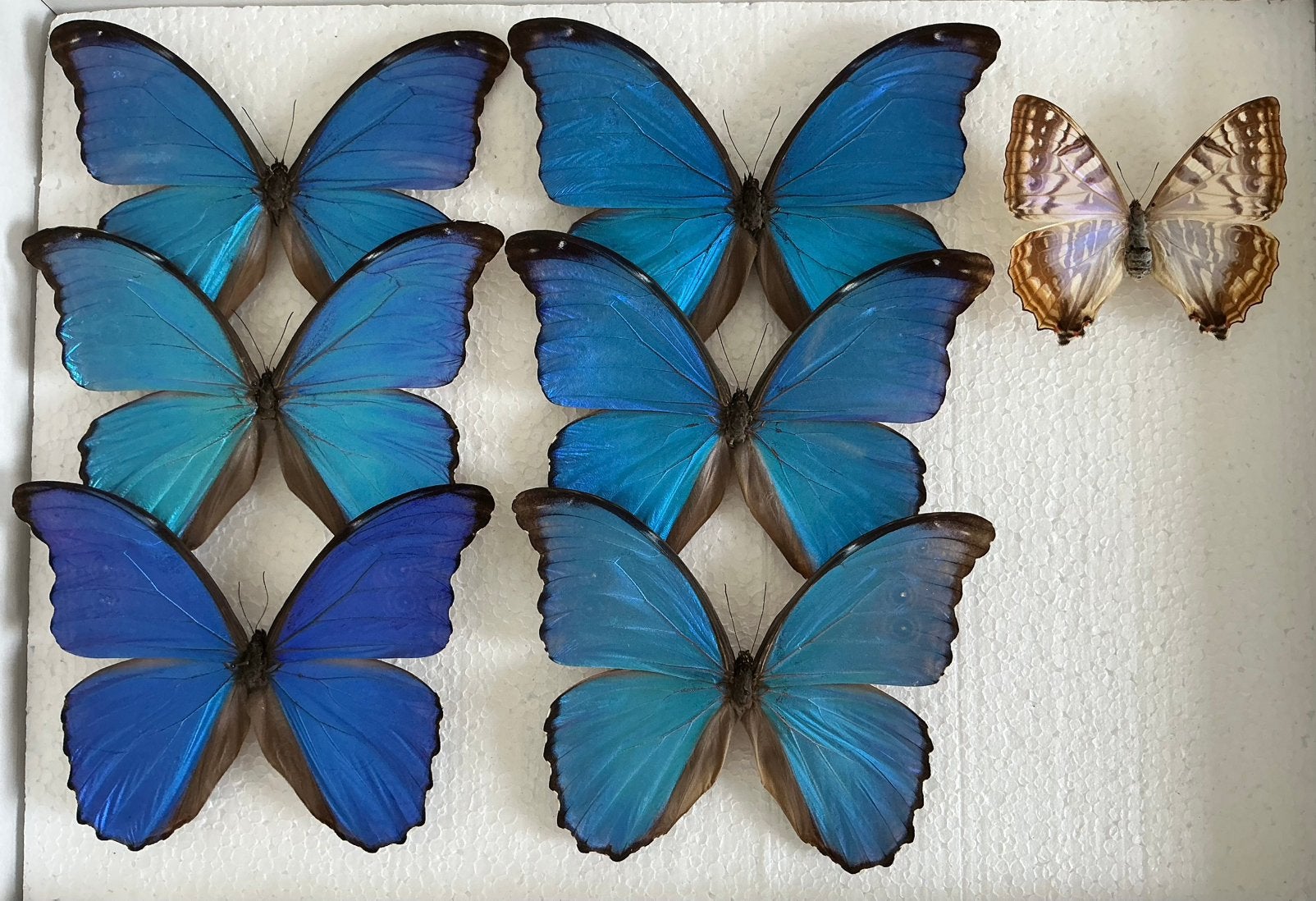 Opgezette VLINDERS voor stolp, verzameling, kaders, …, Animaux & Accessoires, Insectes & Araignées