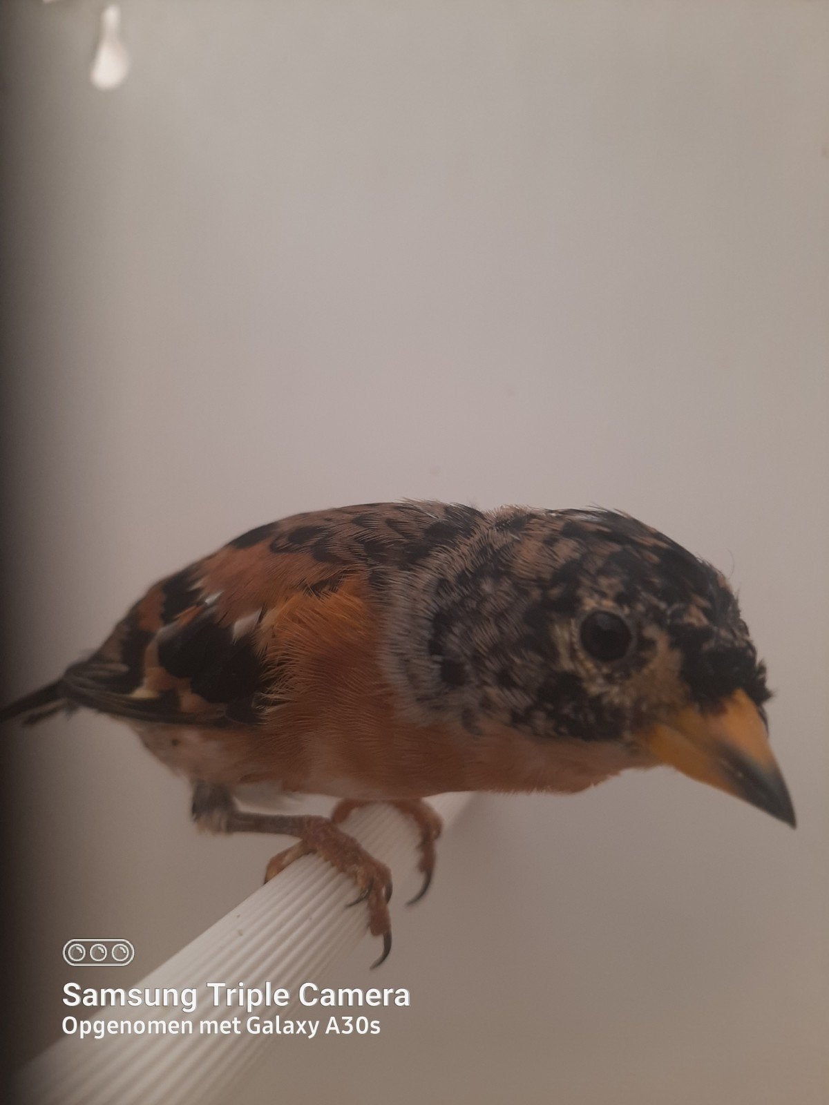 soorten europese kultuur vogels, Dieren en Toebehoren