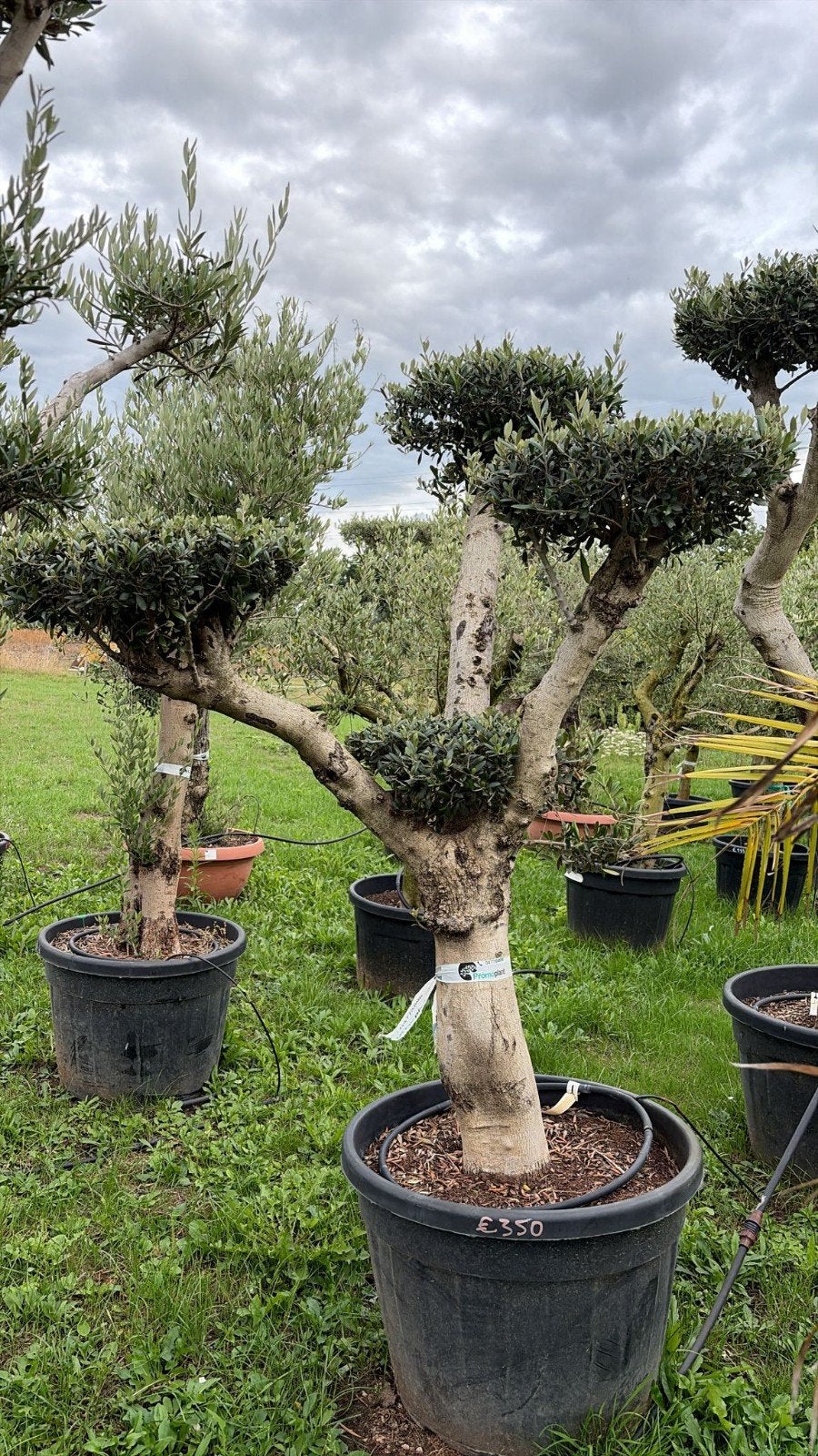‼️olijfbomen olea europaea plato aan promoprijzen ‼️, Tuin en Terras, Ophalen
